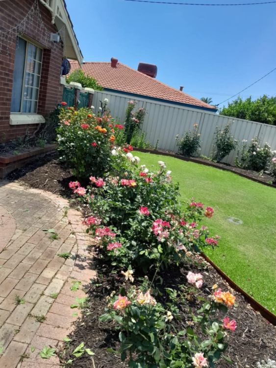 contact JGS roses for rose care