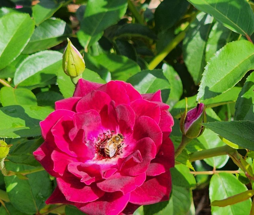 Healthy roses attract bees